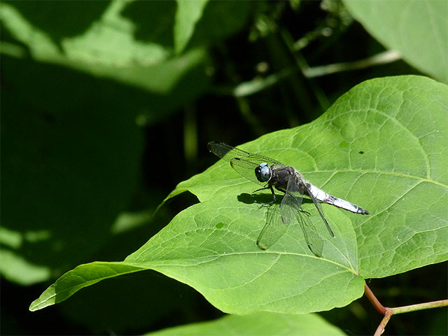 Libelle auf Blatt - Botanischer Volkspark Pankow