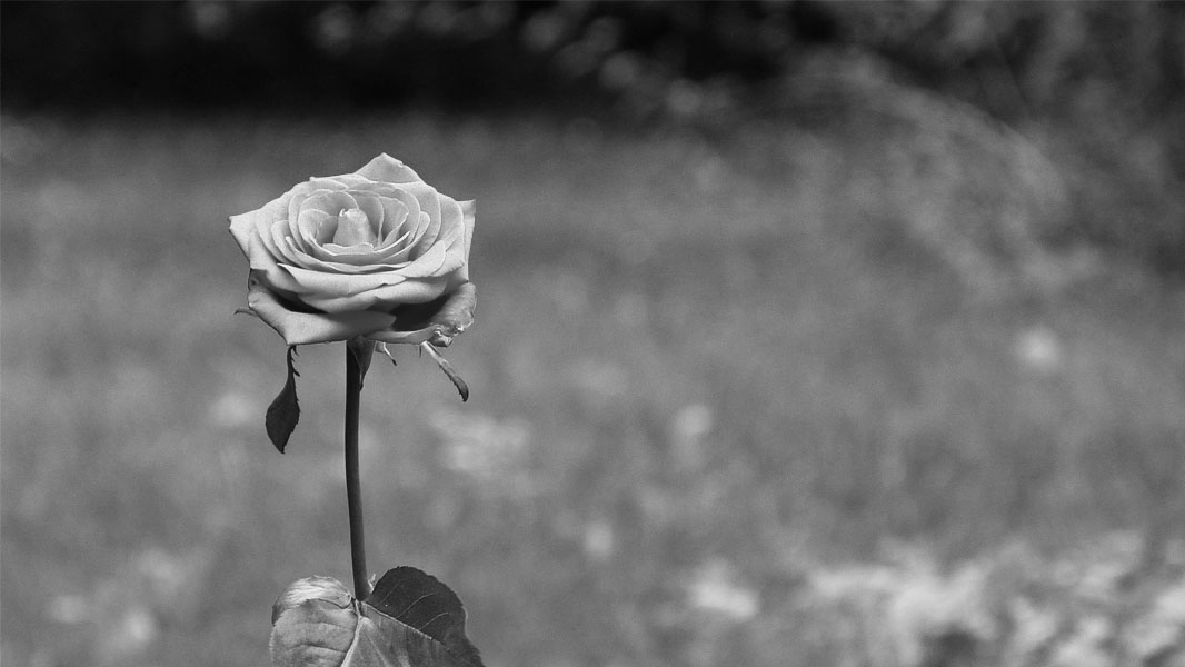 Rose im Friedhof Pankow - schwarz/weiß