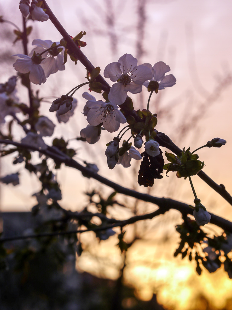 Apfelblüten bei Sonnenaufgang