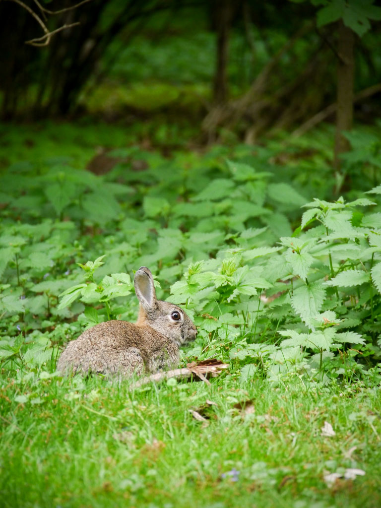 Kaninchen im Tiergarten