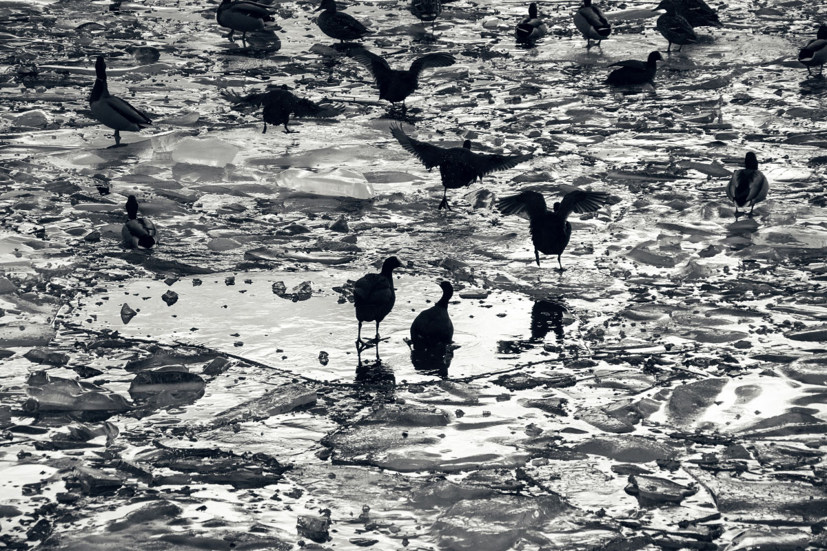 Enten auf Eisschollen in Stockholm