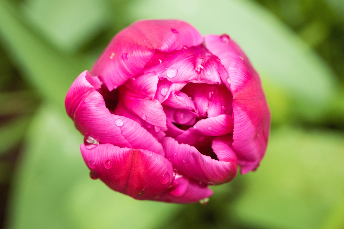 Tulpe mit Regentropfen - Farbkontrast